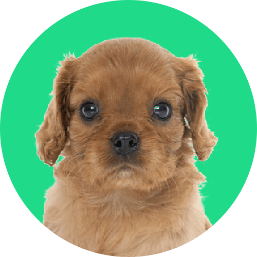 住宅ローンが払えない.jp 任意売却情報サイト